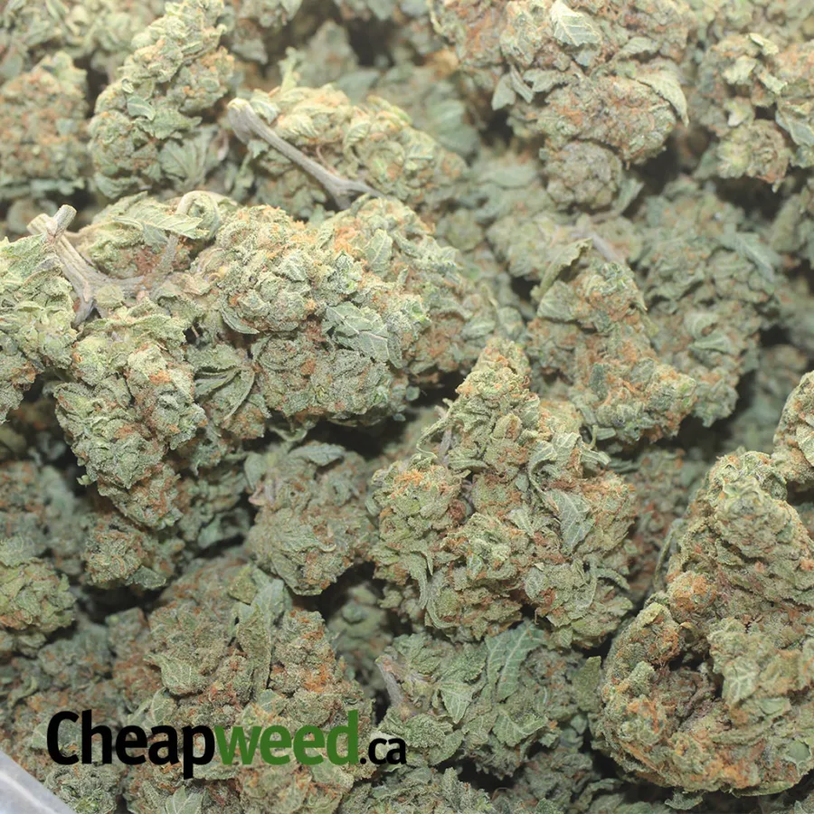 Minty - Image 3