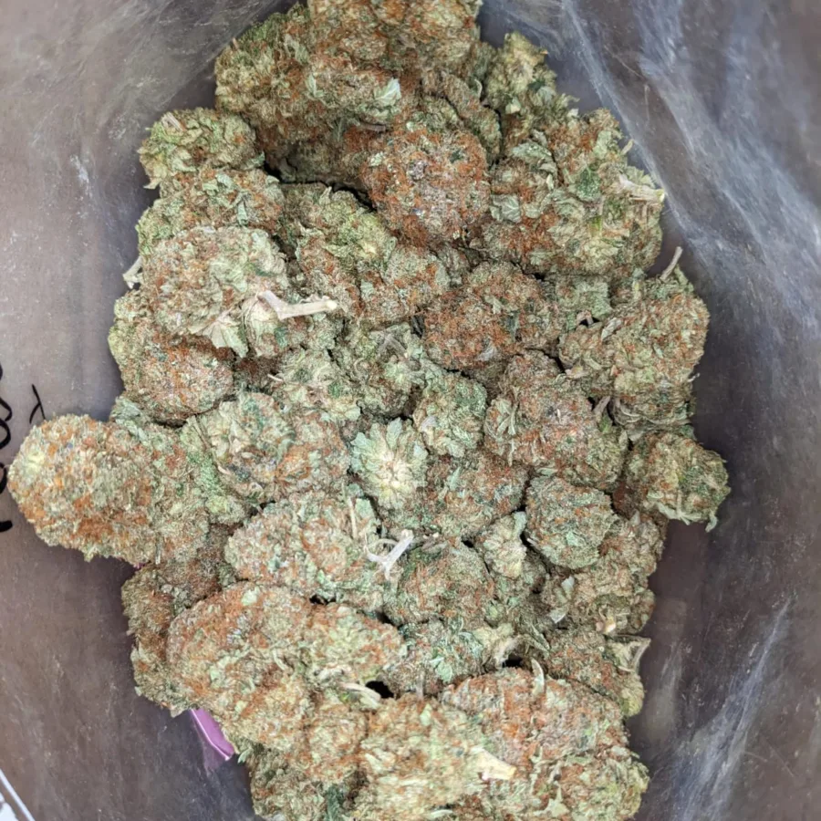 Alternative view of Master Kush x Rockstar