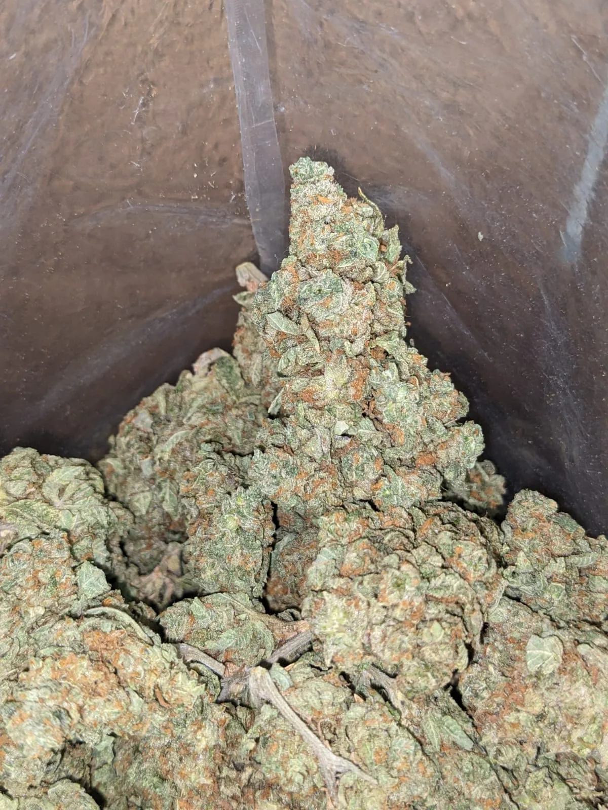 Minty - Image 3