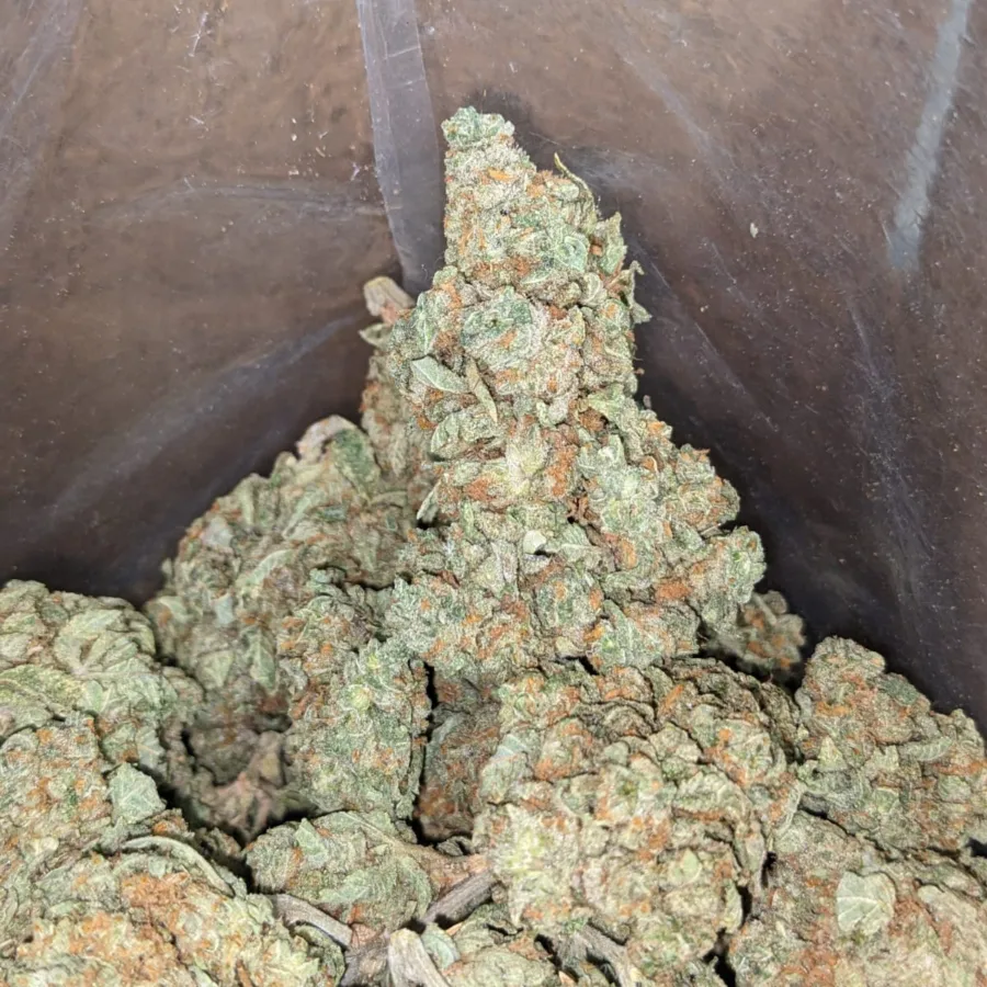 Minty - Image 4