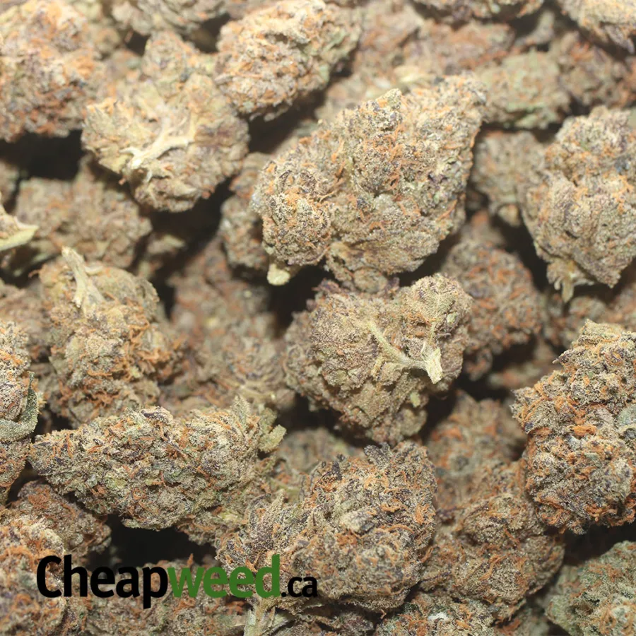Peanut Butter Breath - Image 3
