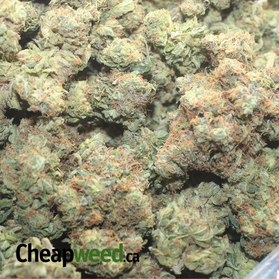 Pink Bubba - Image 3