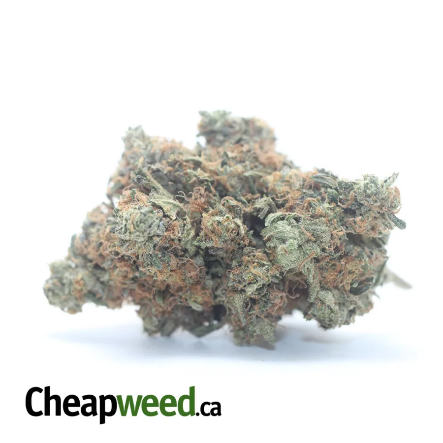 Pink Bubba