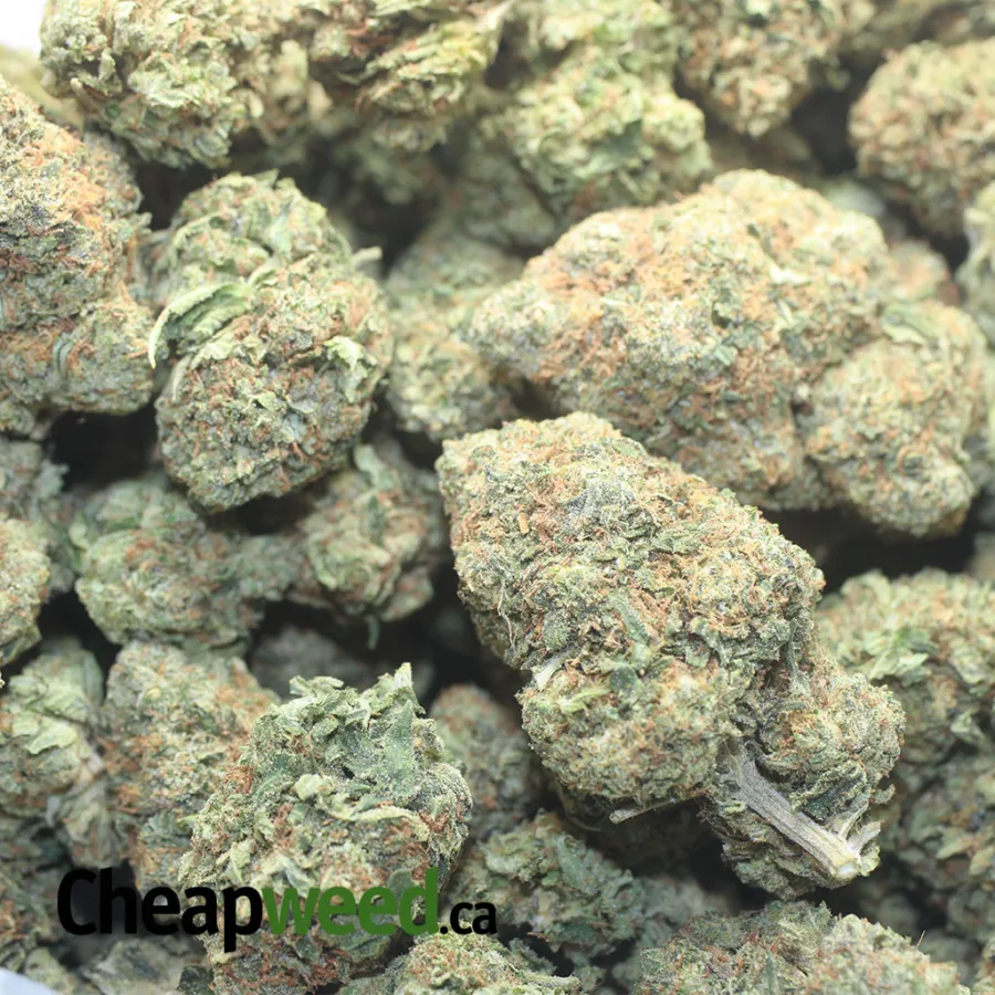 Pink Skunk - Image 3