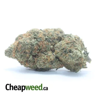 PINK SKUNK (2) PINK SKUNK 2 1 I Legacy