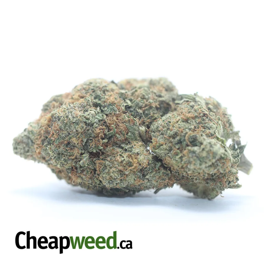 Pink Skunk