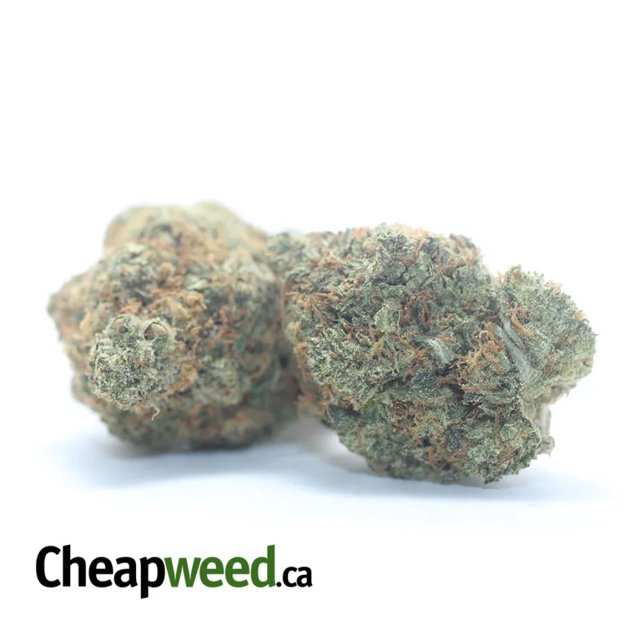 Alternative view of Pink Skunk