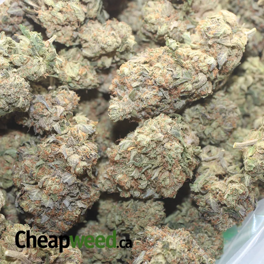 Pink Star - Image 3