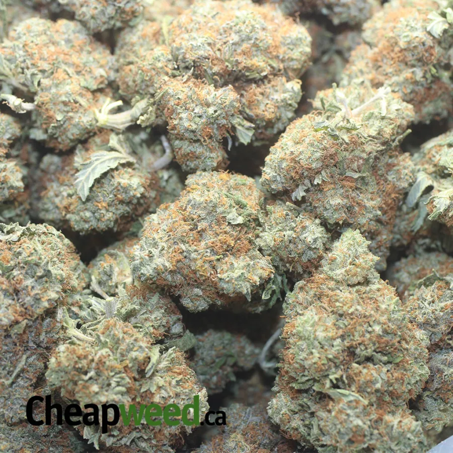 Platinum Blackberry - Image 3