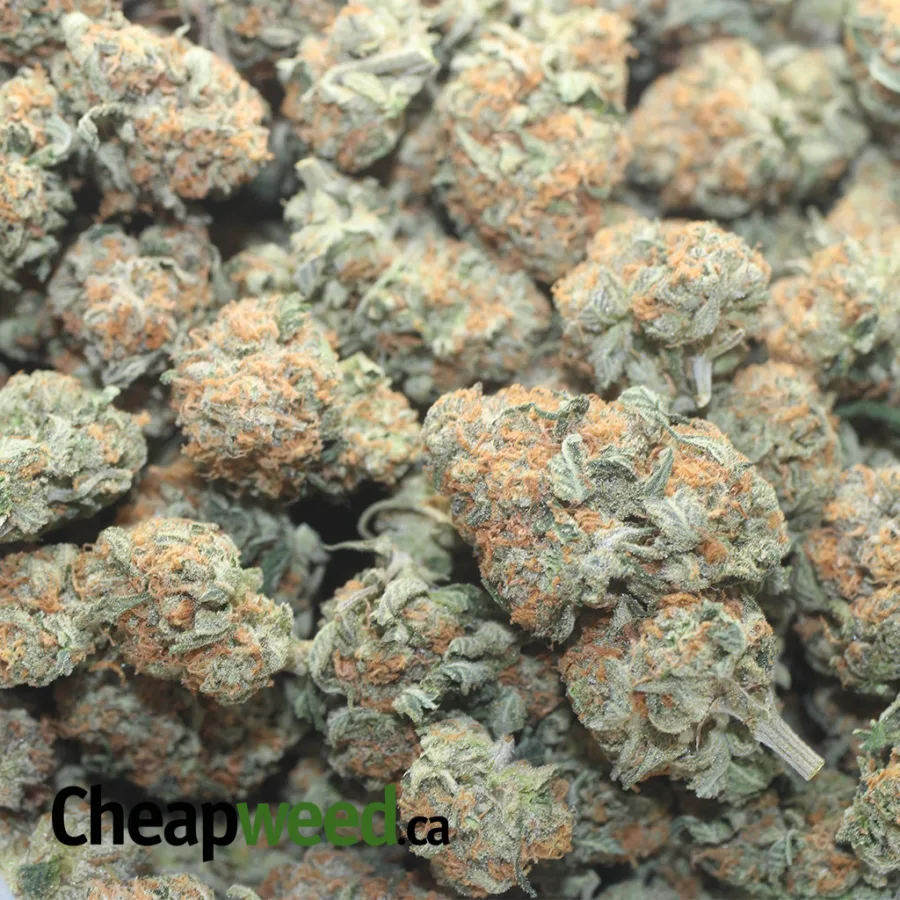 $47oz Pugs Breath - Image 3