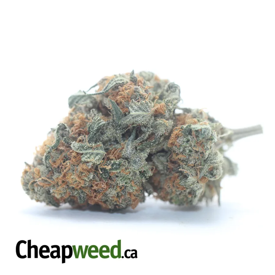 $47oz Pugs Breath