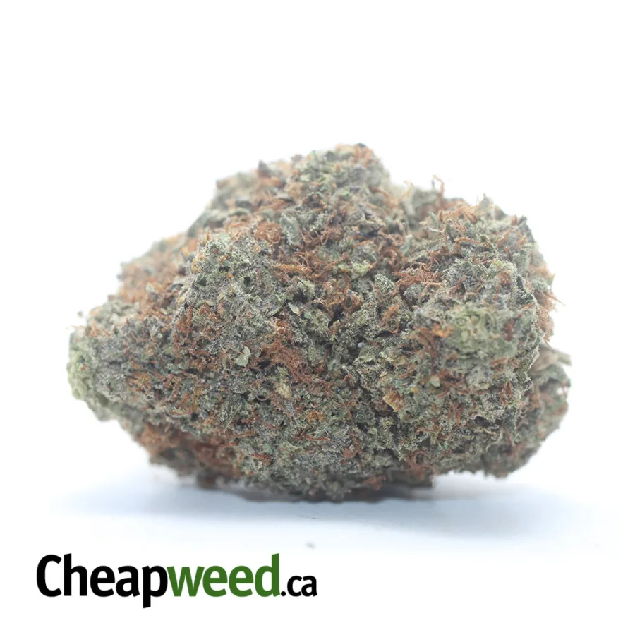 Purple Amnesia