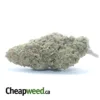 Purple OG