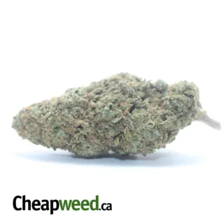 PURPLE OG (2) PURPLE OG 2 I Legacy