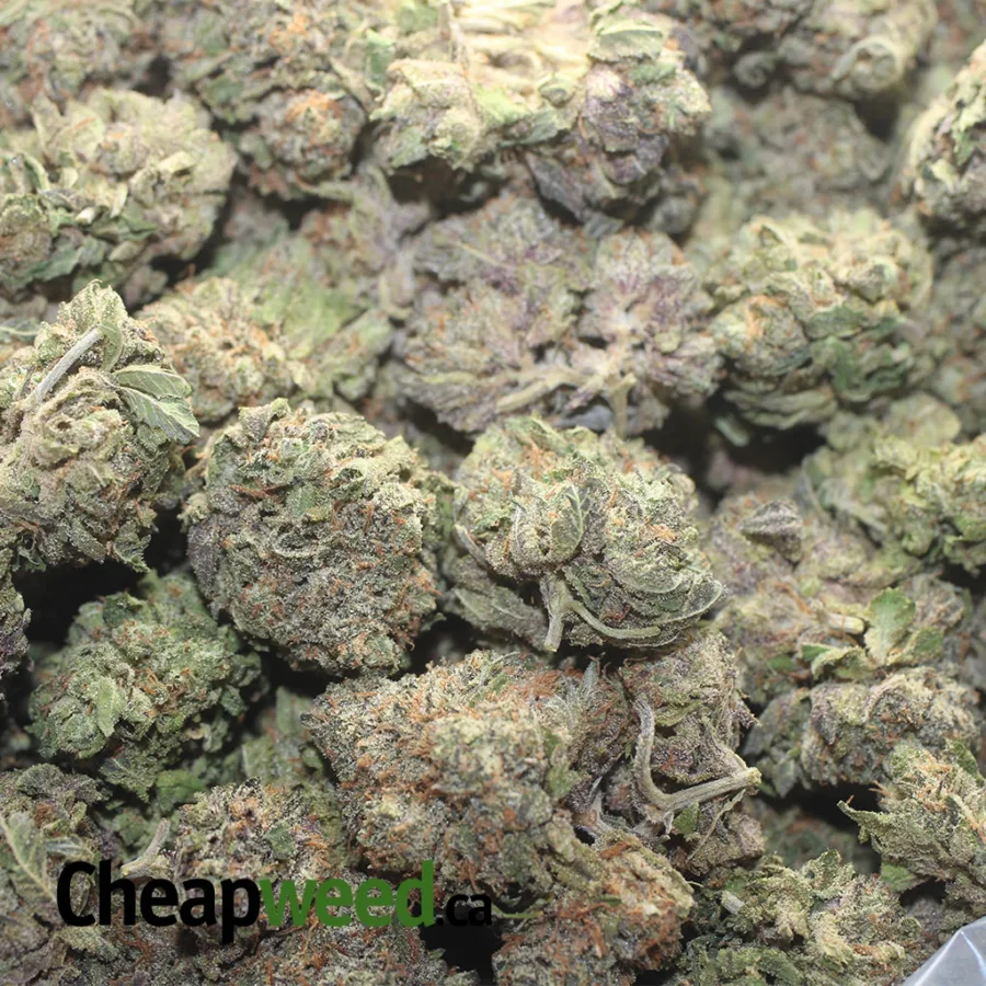 Purple Runtz - Image 3