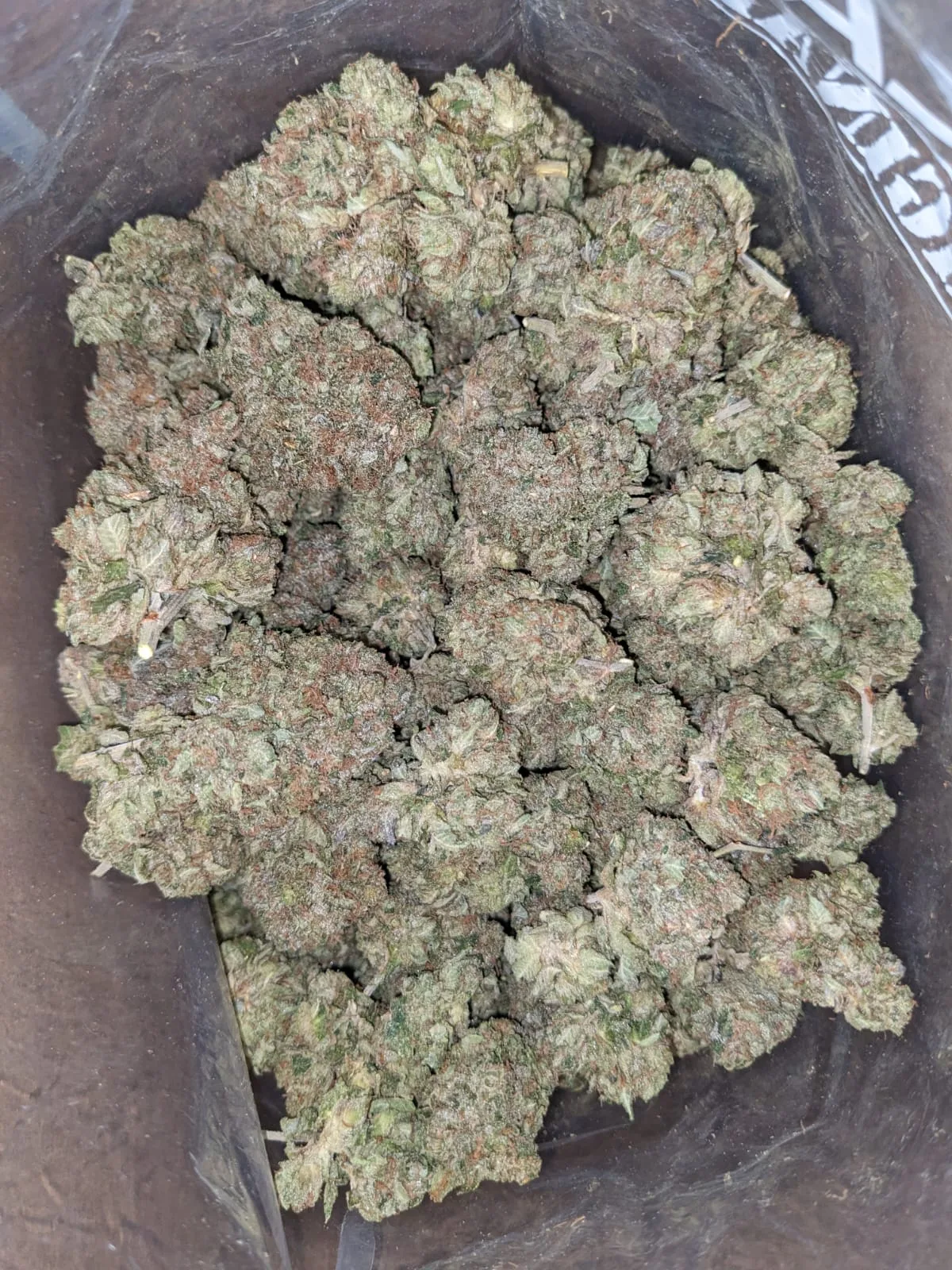 Master Kush x Rockstar - Image 2