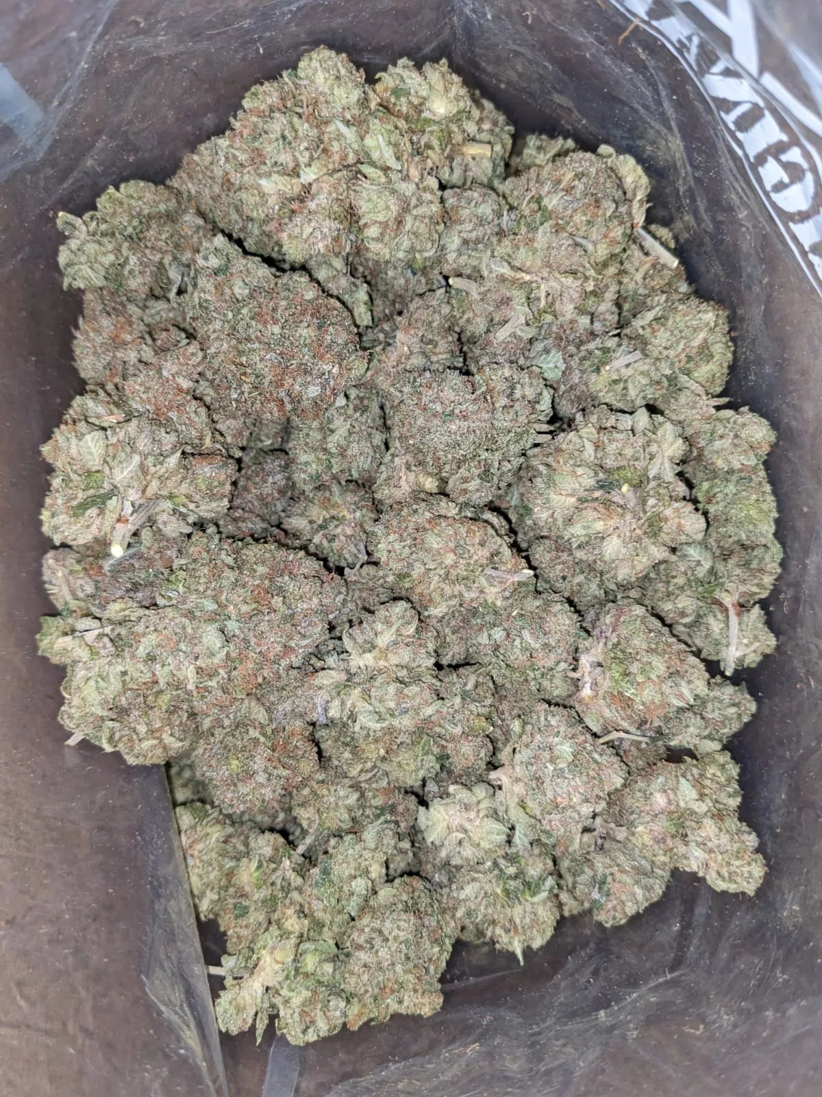 Master Kush x Rockstar