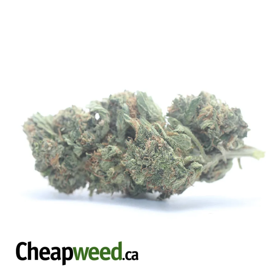 Scrappy Pink Kush