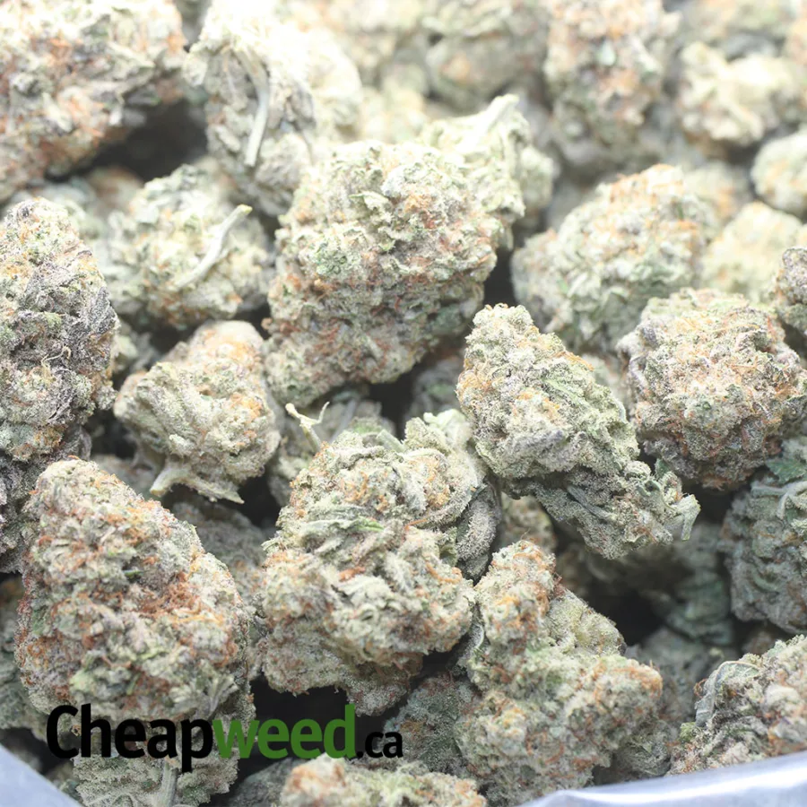 Stardawg - Image 3