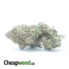 Stardawg