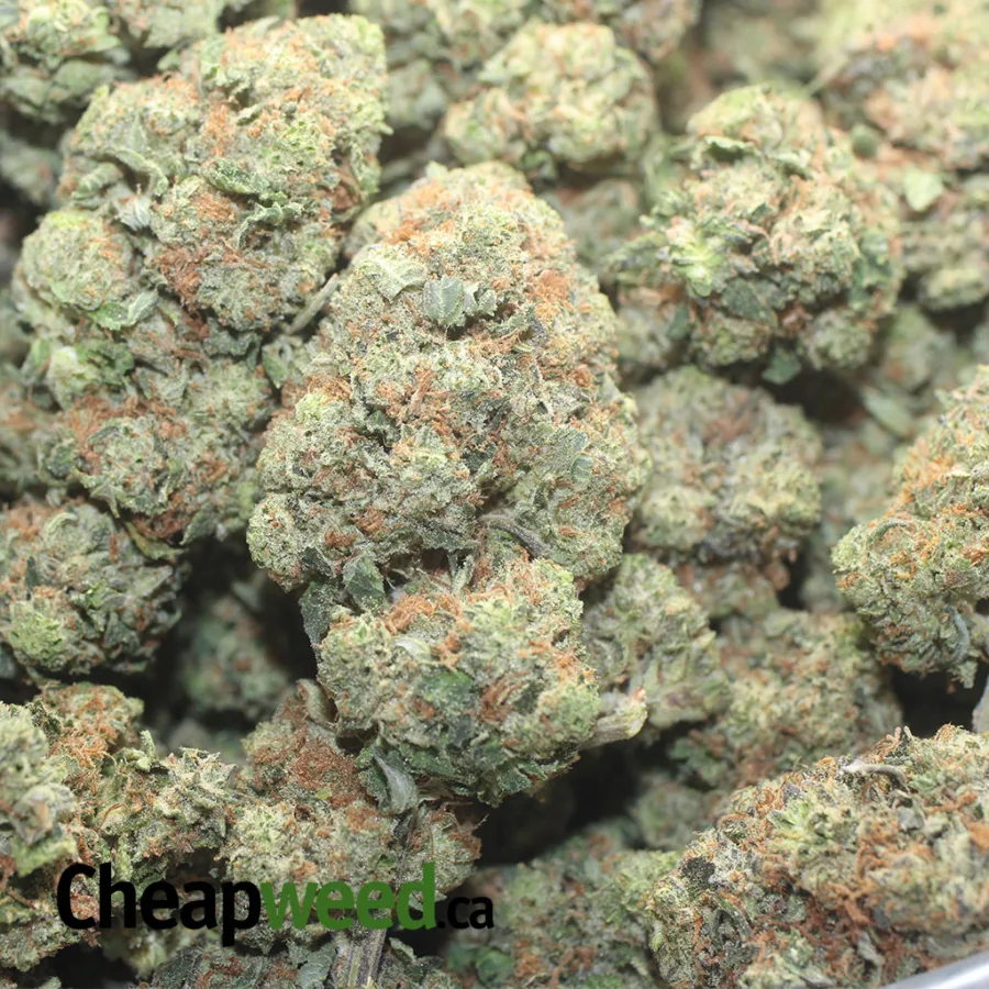 Tony's Holy Grail - Image 3
