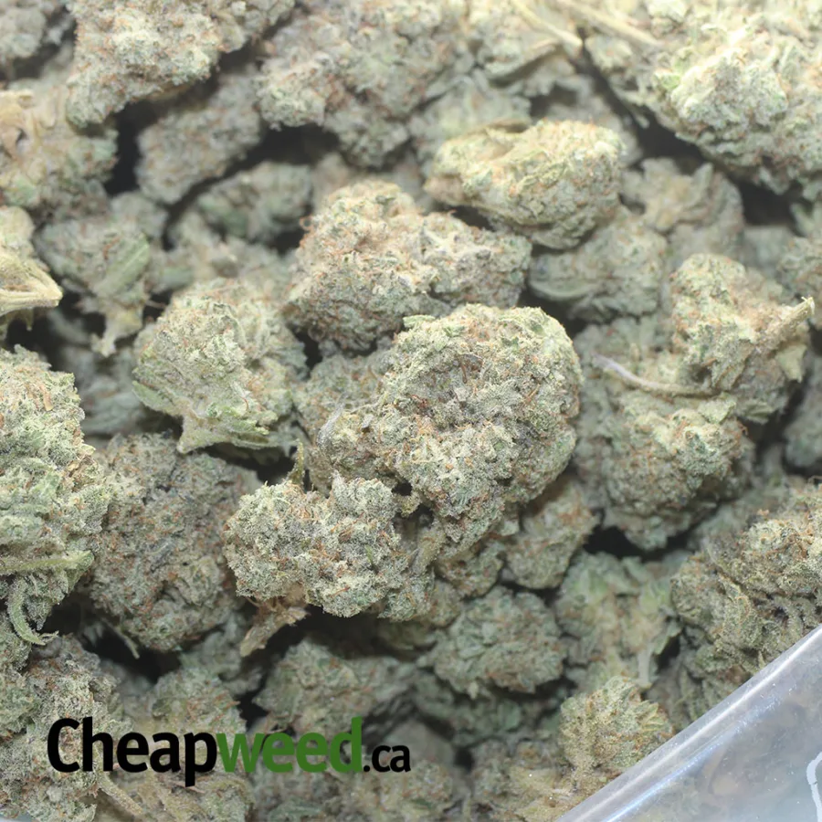 White Cookies - Image 3