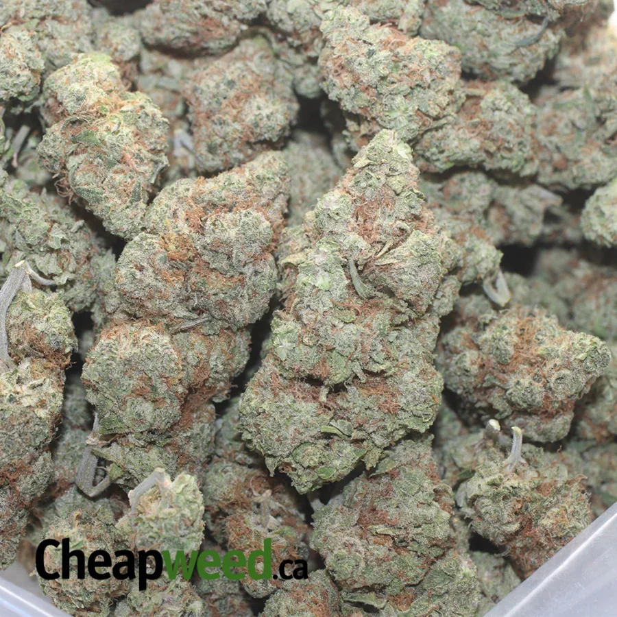 $47oz White Rhino - Image 3