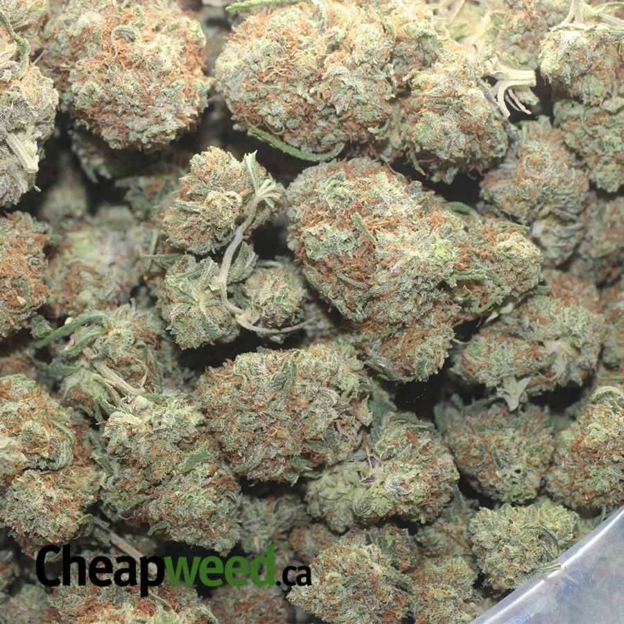 Black Cherry Gelato - Image 3