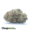 Black Cherry Gelato