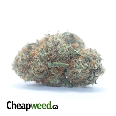 BLACK CHERRY GELATO 2 I Legacy