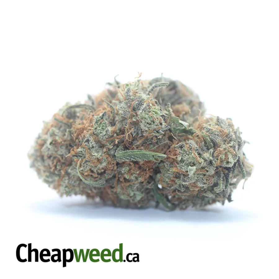 Black Cherry Gelato