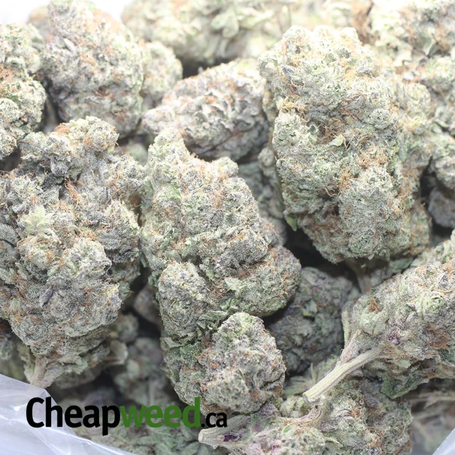 Blueberry YumYum - Image 3