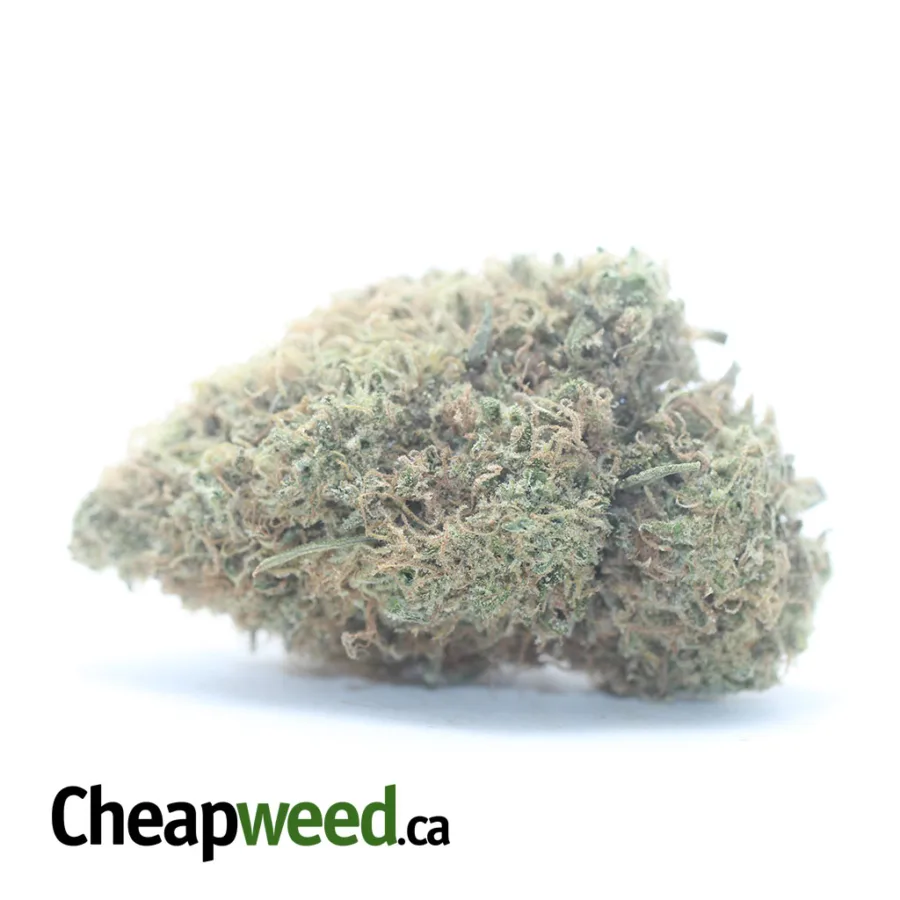 Chocolate Kush