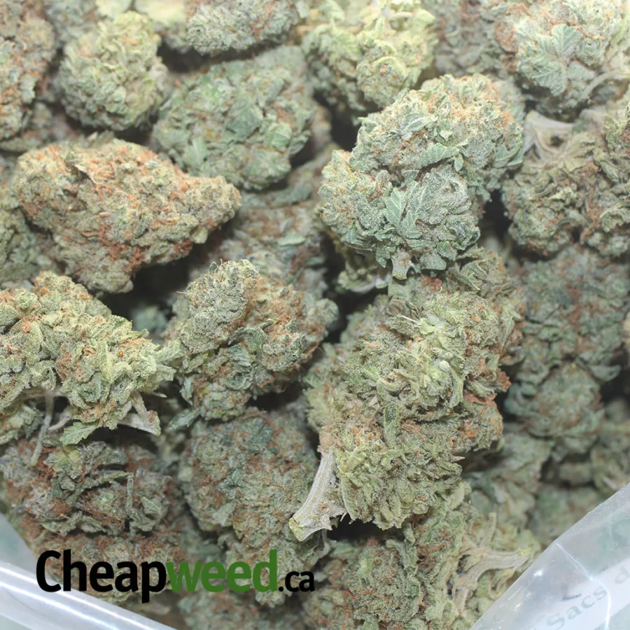 Cookie Monster - Image 3