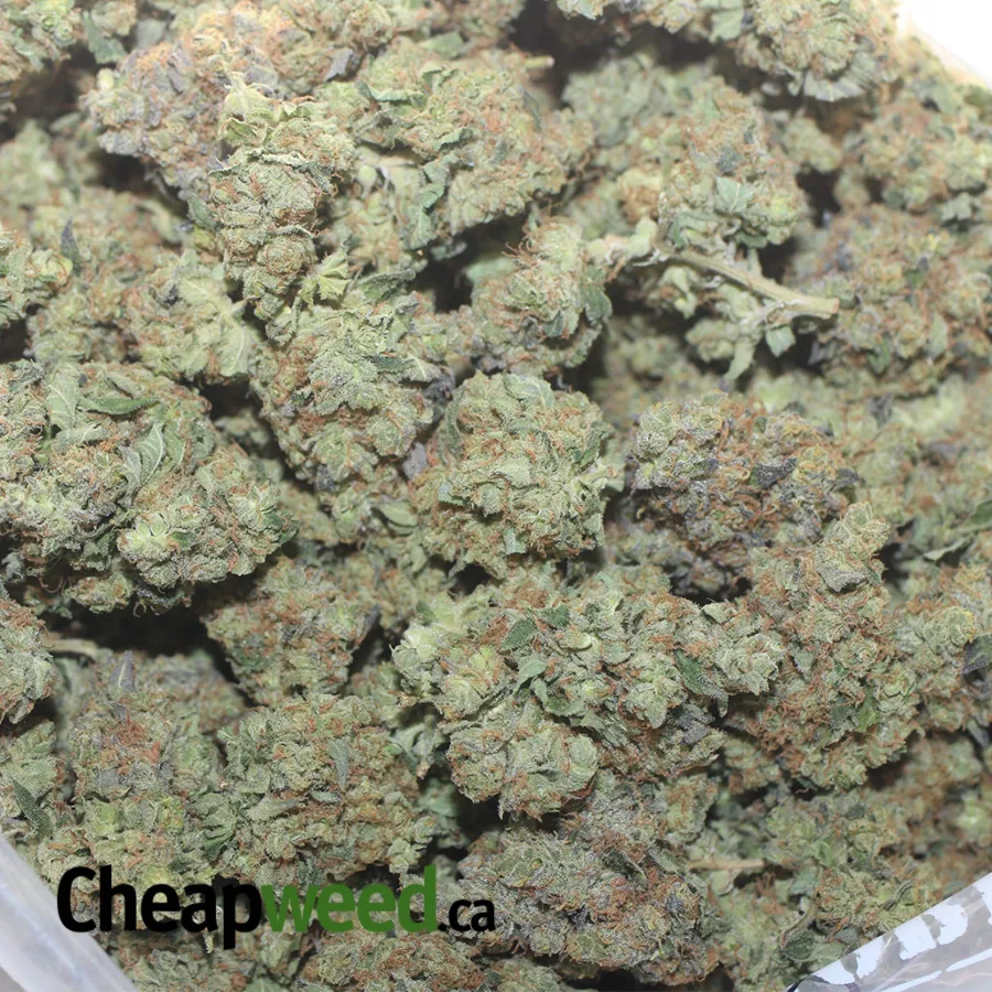 Critical Kush - Image 3