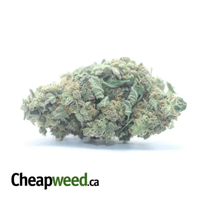 CRITICAL KUSH 2 I Legacy