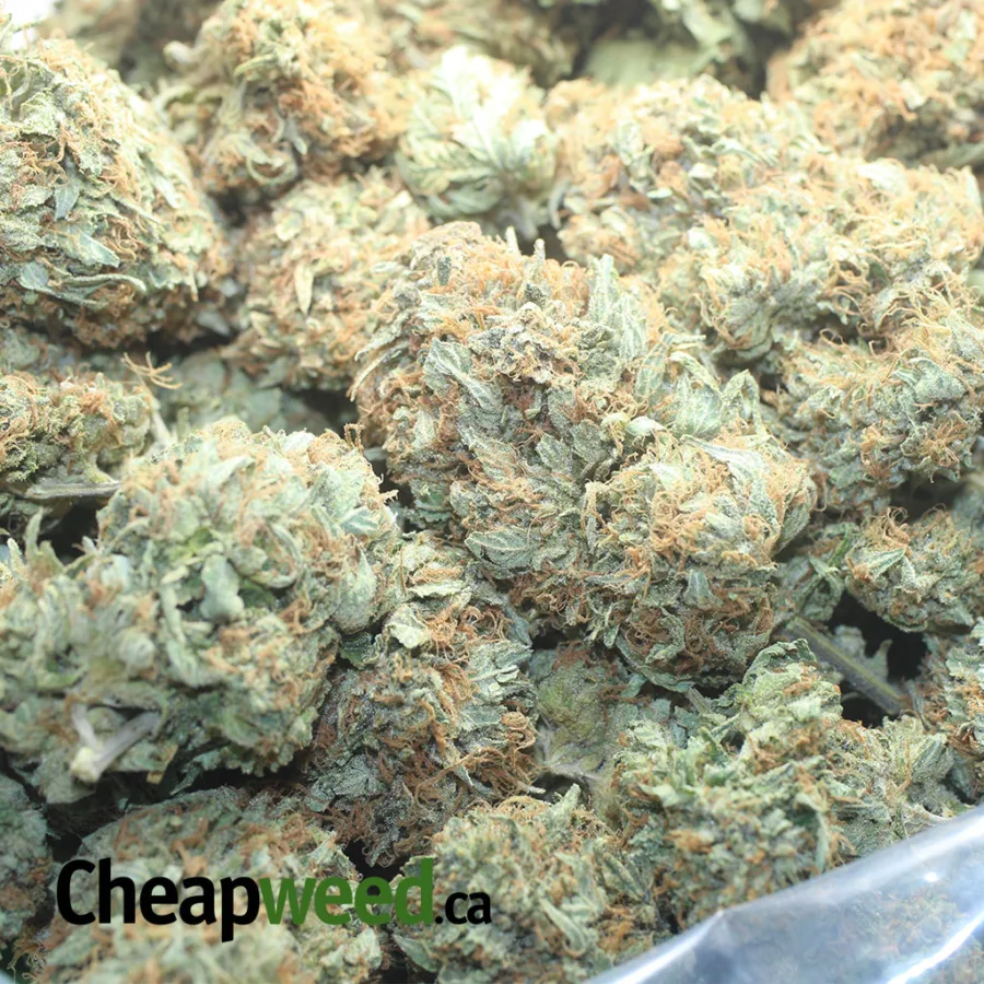 Dank Star - Image 3