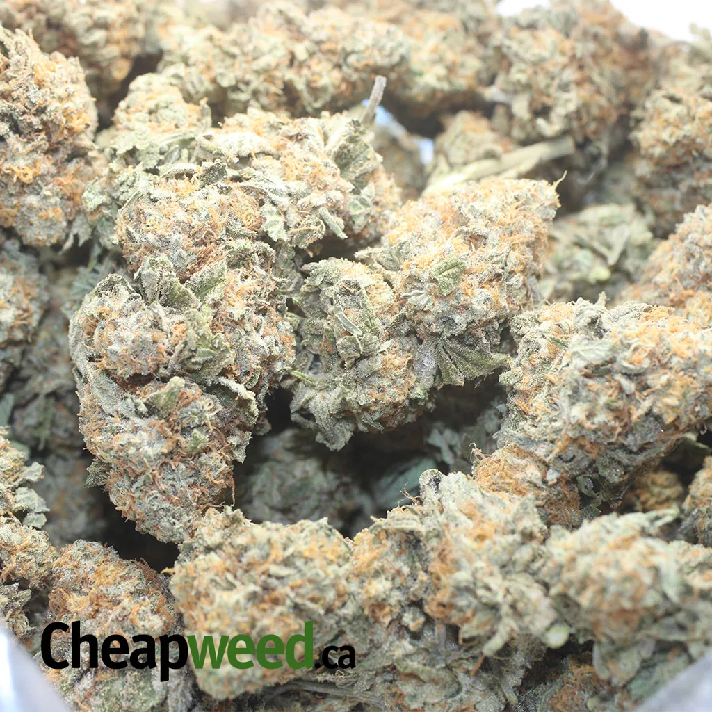 Garlic Breath - Image 3