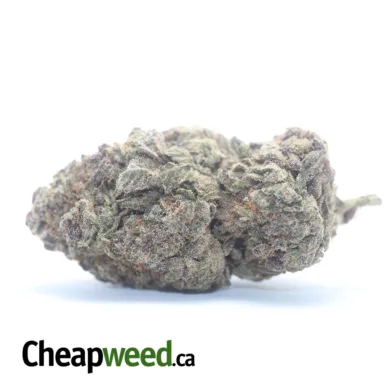 GRANDDADDY PURPLE 1 I Legacy