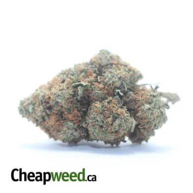 HINDU KUSH 2 I Legacy