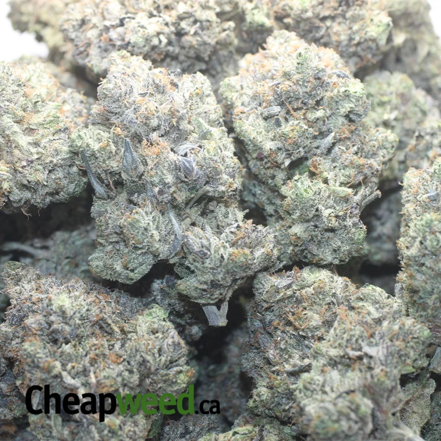 Holy Grail - Image 3