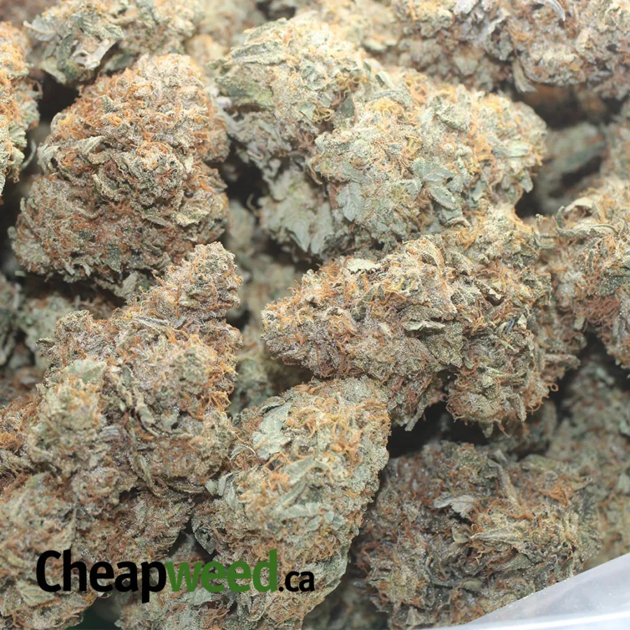 Jack Diesel - Image 3