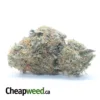 Jack Diesel