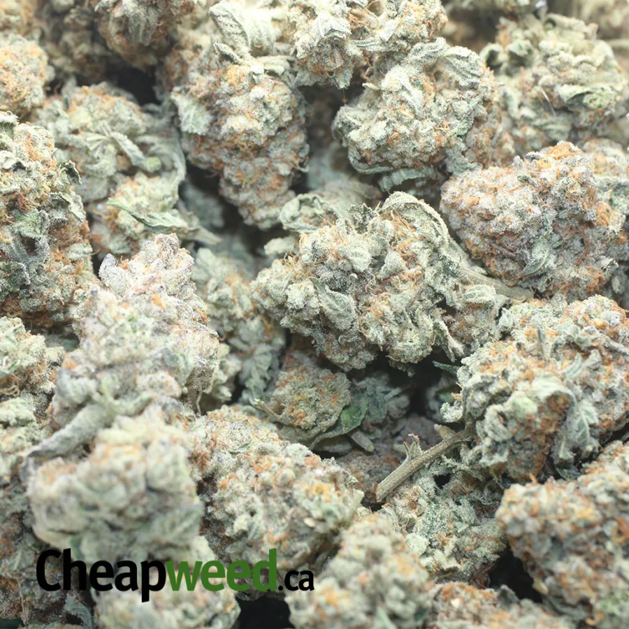 $49oz Jack Herer - Image 3