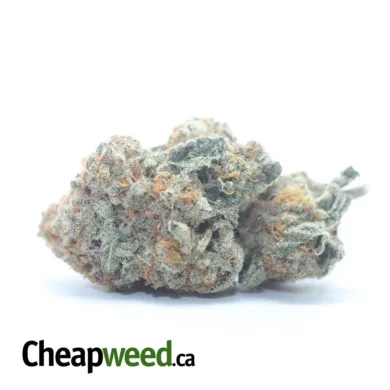 JACK HERER FLAT 2 I Legacy