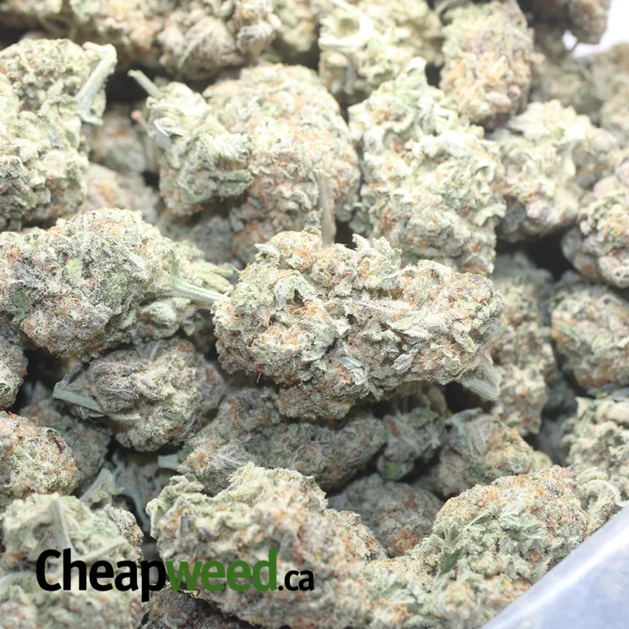 MAC10 x GMO Cookies - Image 3