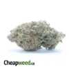 MAC10 x GMO Cookies