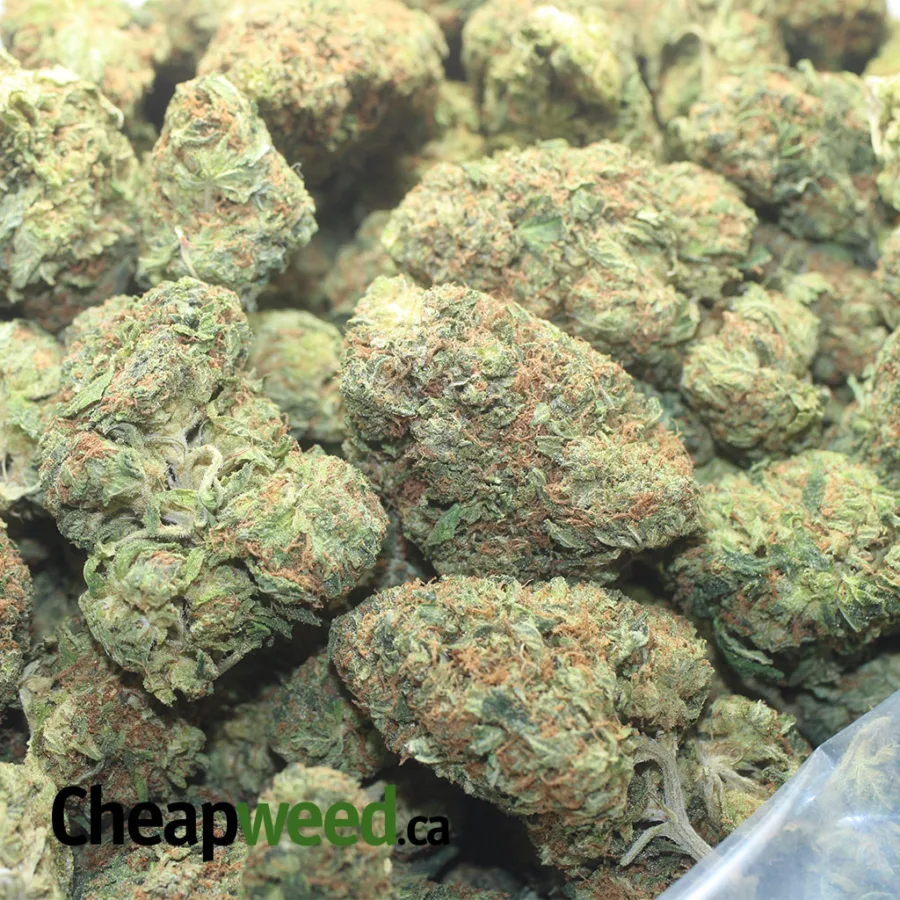 Master Kush - Image 3