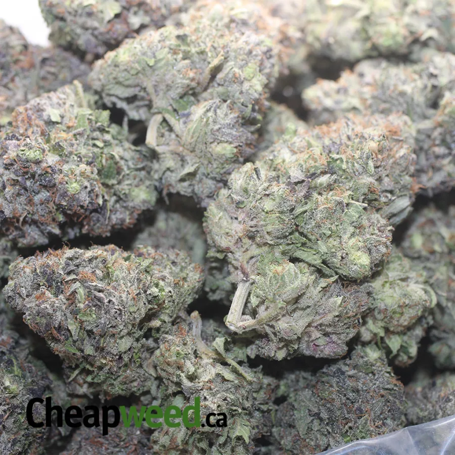 Platinum Rockstar - Image 3