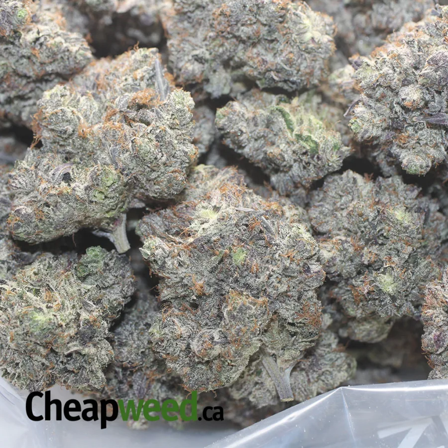 Purple Rockstar - Image 3